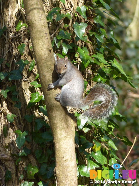 FZ004175 Grey squirrel in park